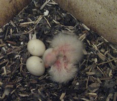 2nd Eastern Rosella Chick hatched